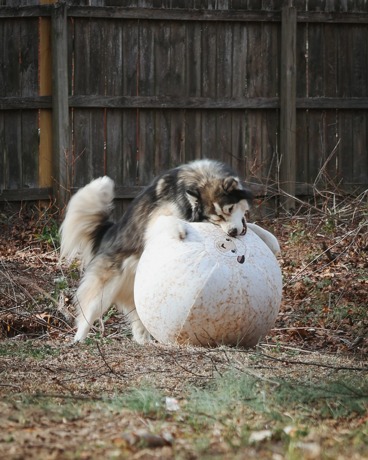 Better Sporting Dogs 25” Heavy Duty Sheep Lookalike Herding Ball for Dogs - Image 4
