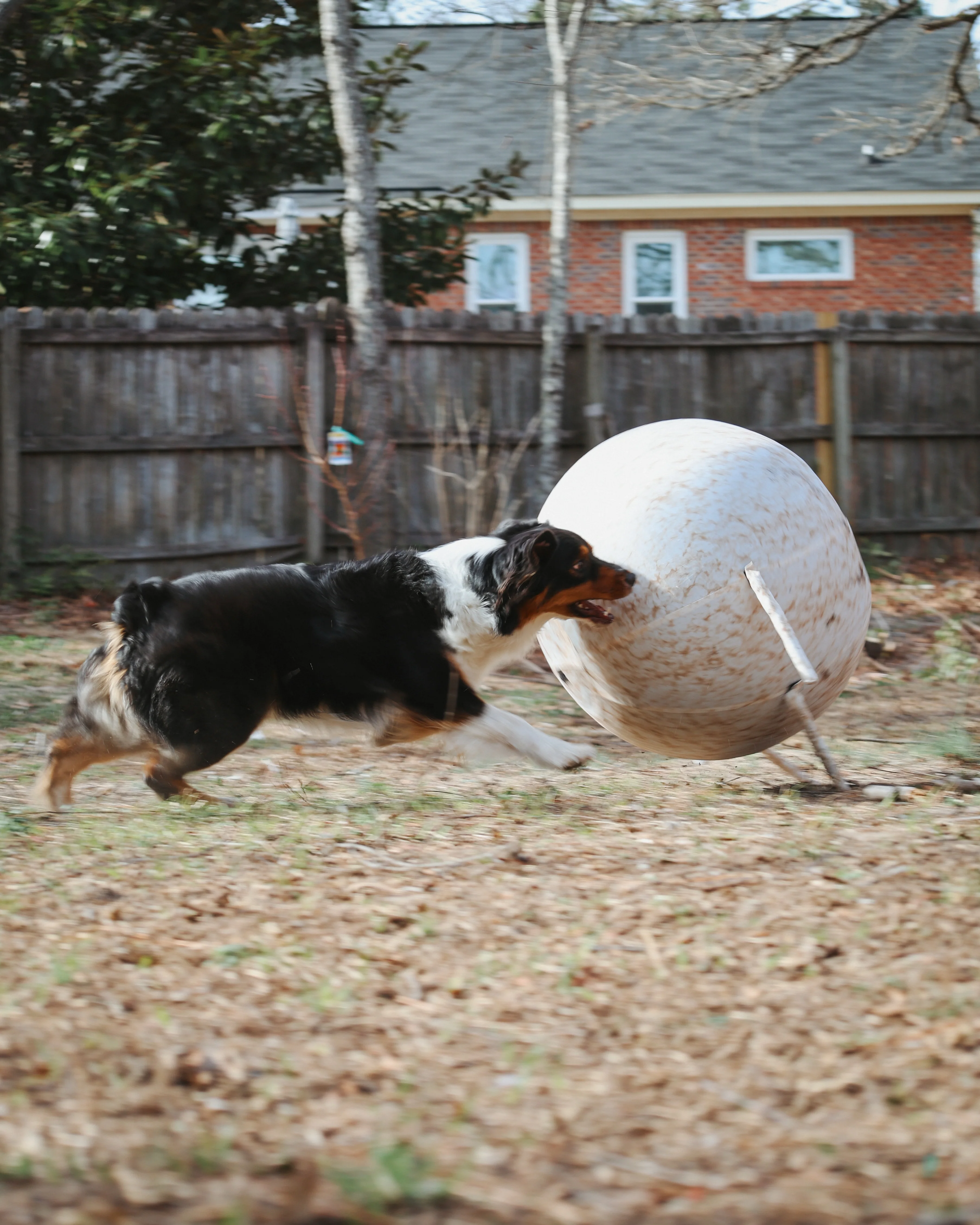 Better Sporting Dogs 25” Heavy Duty Sheep Lookalike Herding Ball for Dogs - Image 5