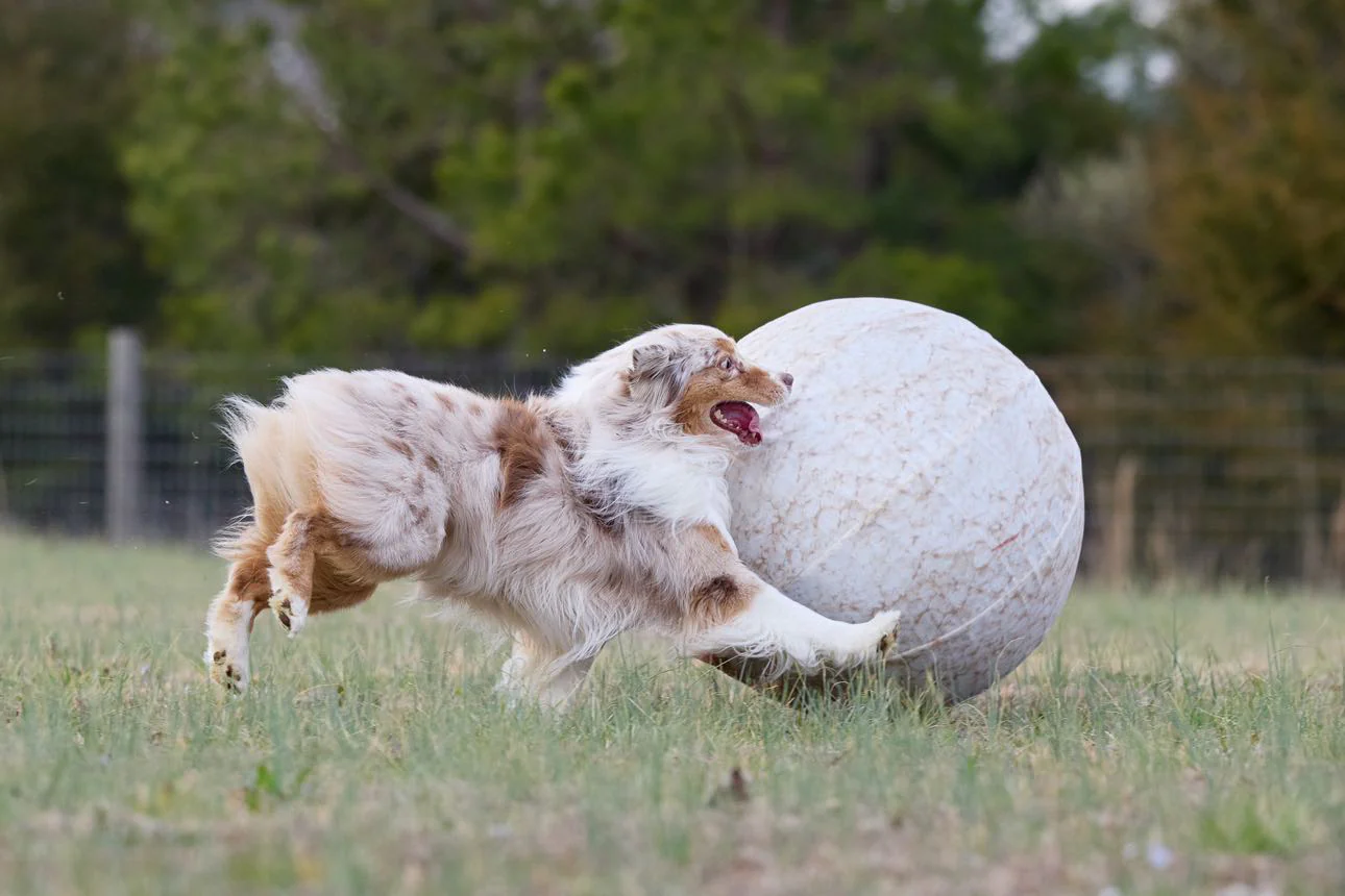 Better Sporting Dogs 25” Heavy Duty Sheep Lookalike Herding Ball for Dogs - Image 6