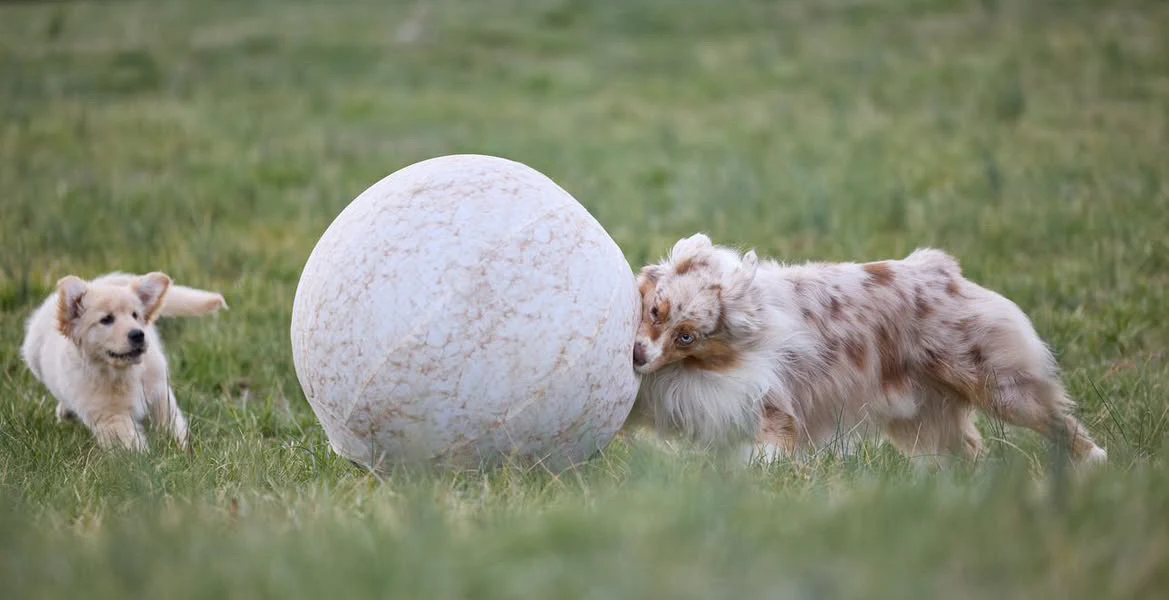 Better Sporting Dogs 25” Heavy Duty Sheep Lookalike Herding Ball for Dogs - Image 7