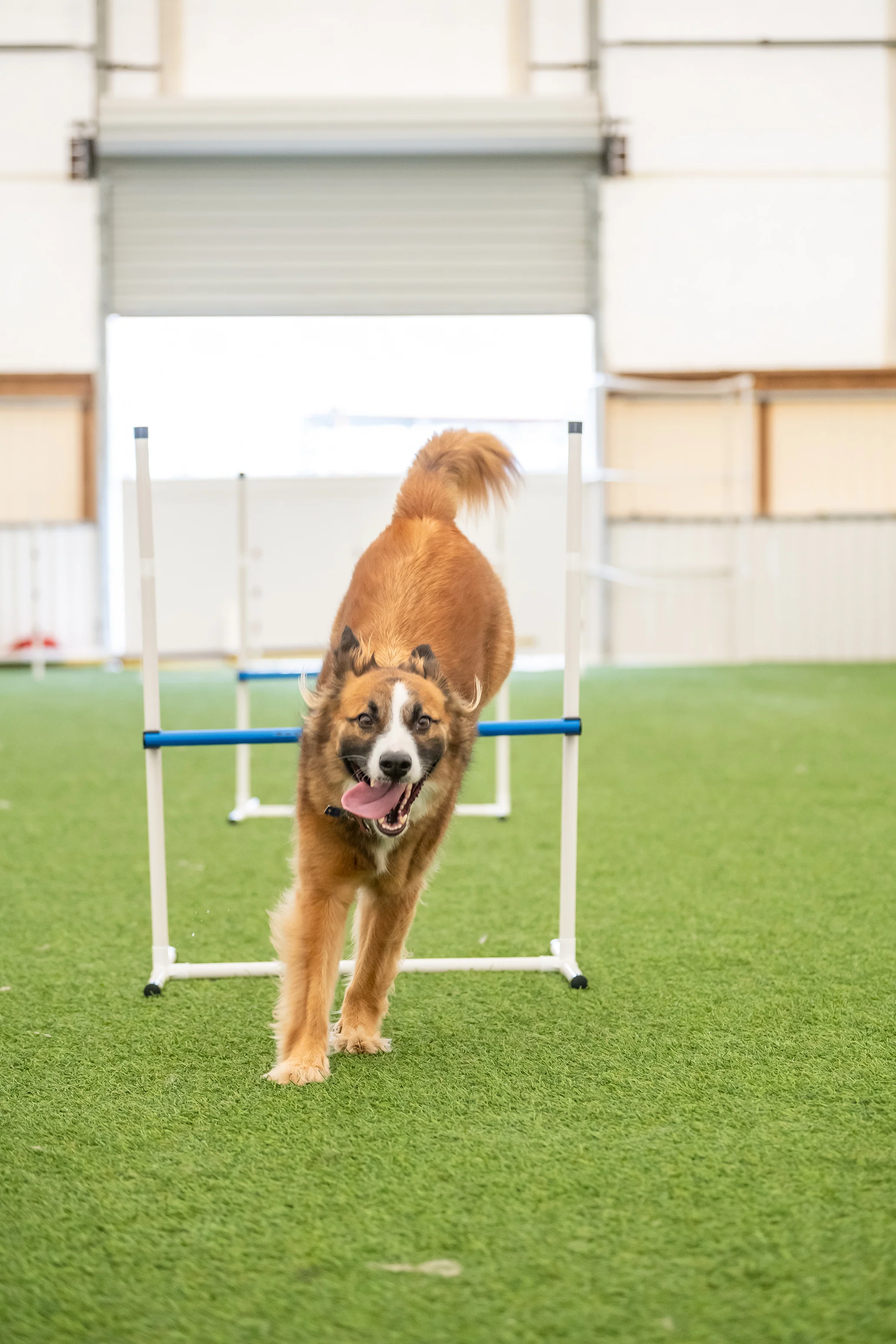 Better Sporting Dogs 7 Piece Dog Agility Equipment Set –  with Jumps, Tunnels, Pause Box & Weave Poles - Image 7