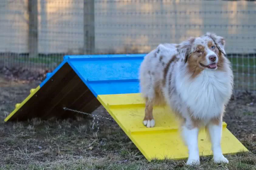 Better Sporting Dogs Dog Agility A-Frame – Arrives Fully Assembled - Image 3
