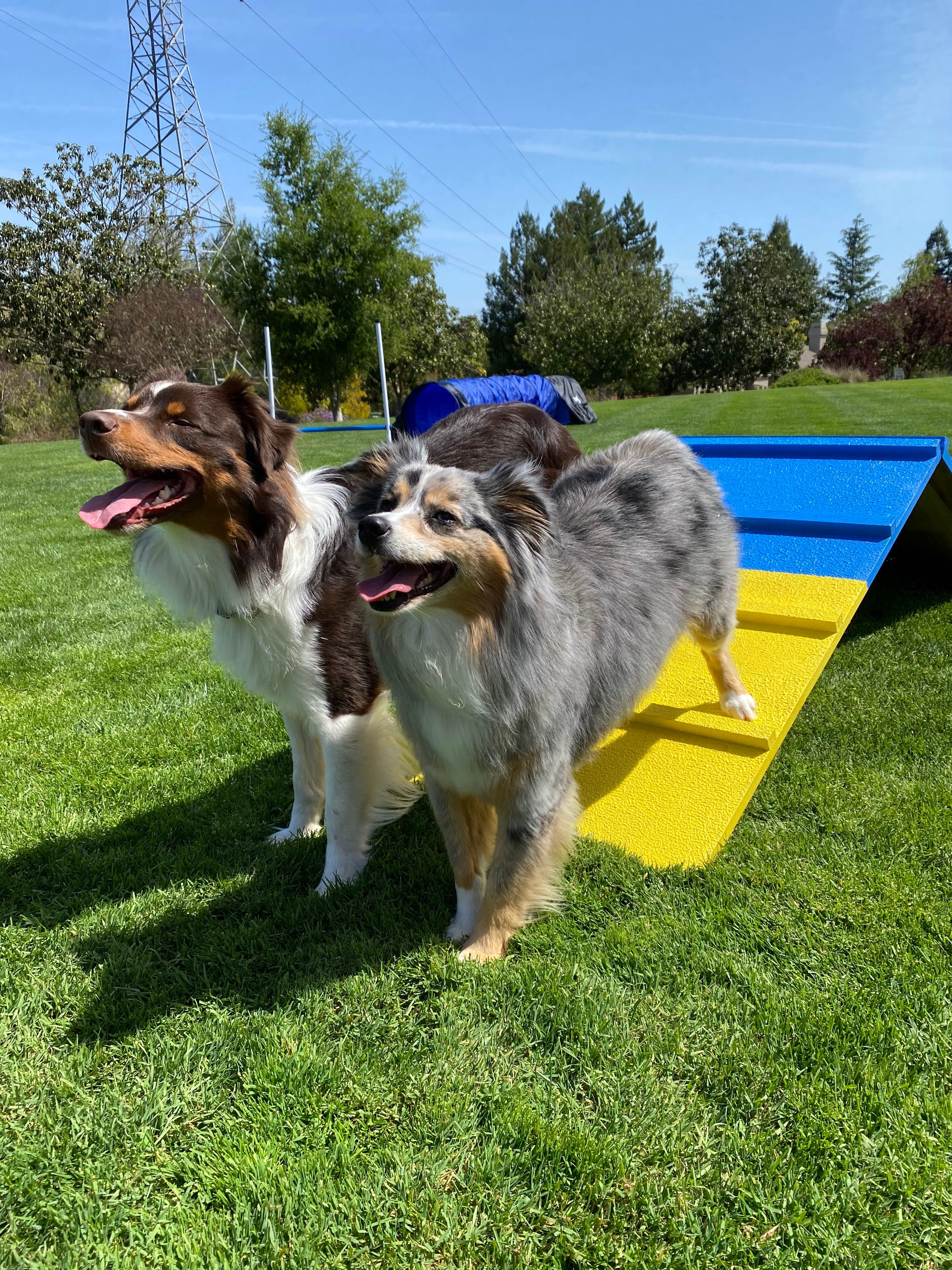 Better Sporting Dogs Dog Agility A-Frame – Arrives Fully Assembled - Image 6