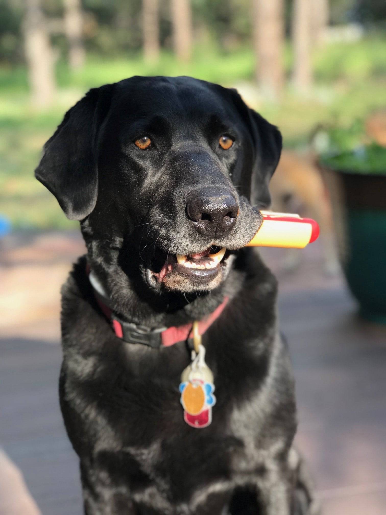 Hot Dog Ultra Durable Nylon Dog Chew Toy - Image 8