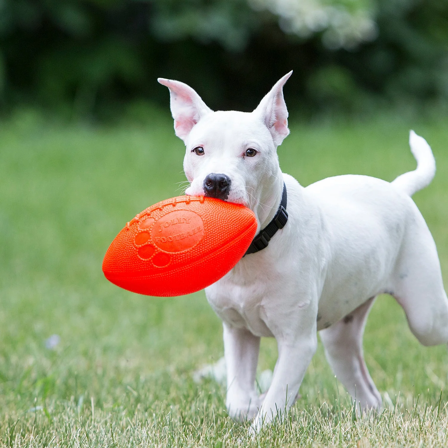 Jolly Football - Image 2