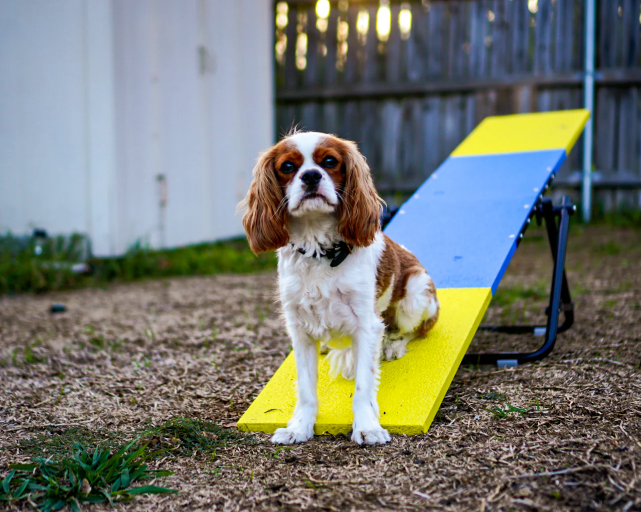 [Restock expected mid June] Better Sporting Dogs Practice See Saw – Fully Assembled Practice Teeter for Dog Agility Training - Image 8