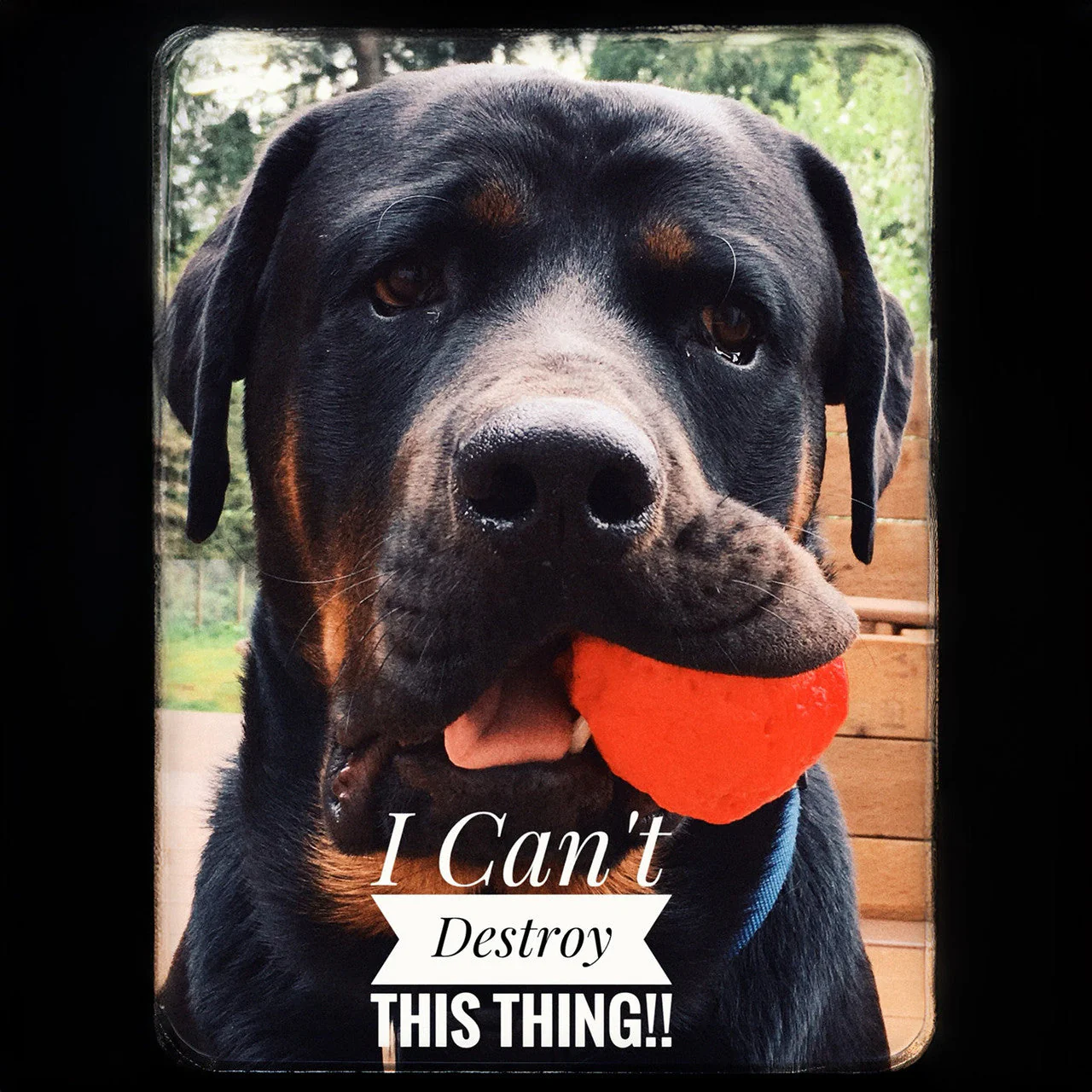 WUNDERBALL - Best Fetch Toy - Image 3
